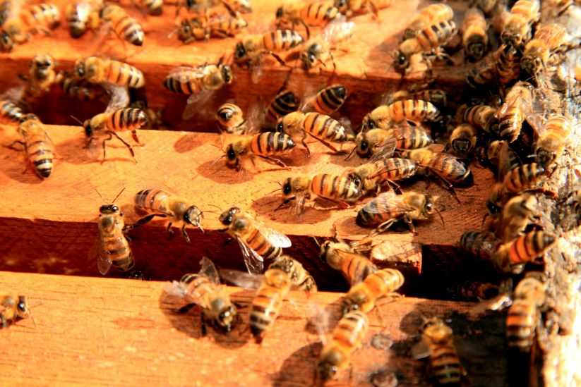 Vital Role of Bumble Bees